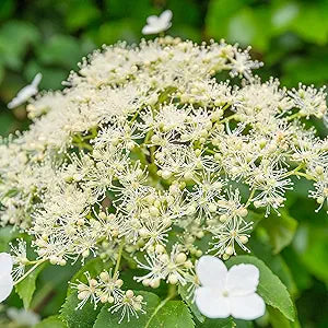 Viburnum flower seeds