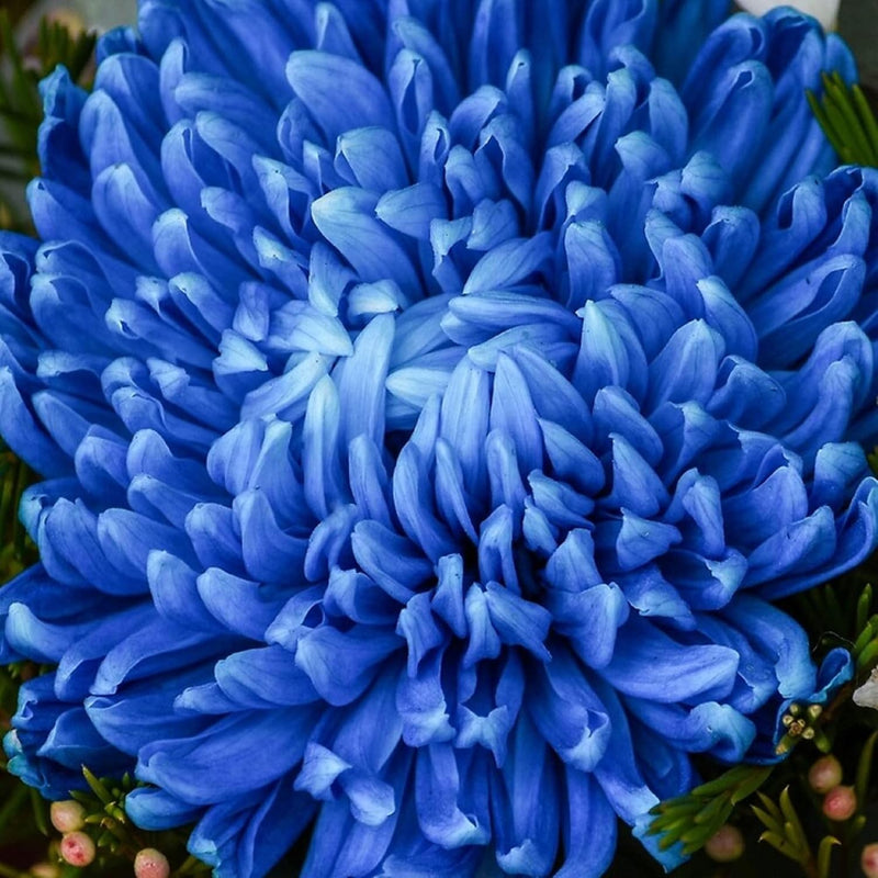 Sky Blue Chrysanthemum Flower Seeds for Planting – Heirloom Non-GMO Garden Seeds