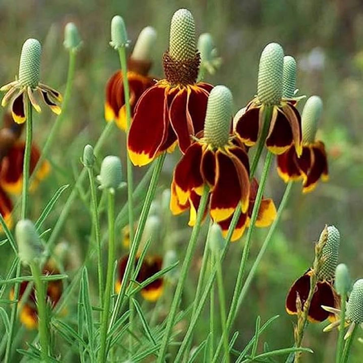 Upright Prairie flower seeds