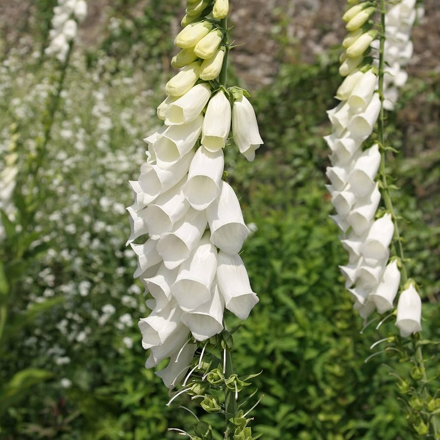 White Pure flower seeds