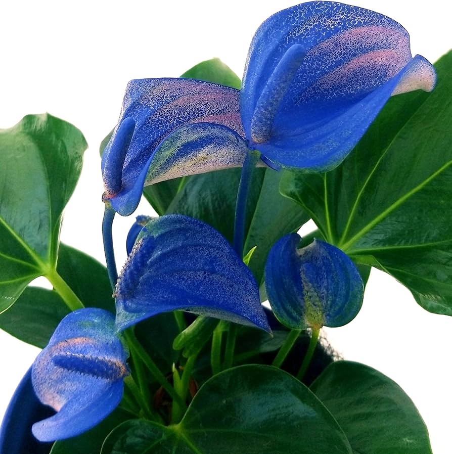 Blue Anthurium flower seeds