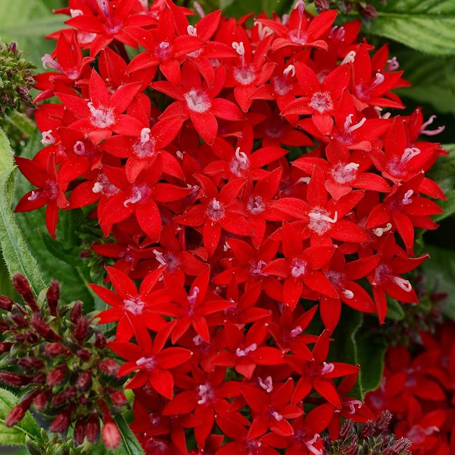 Pentas Lanceolata flower seeds