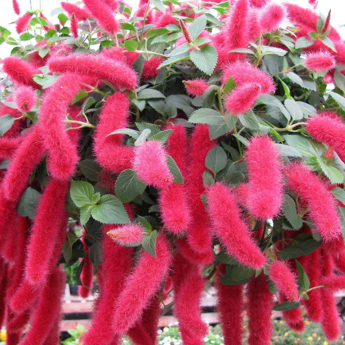 Pink Acalypha flower seeds