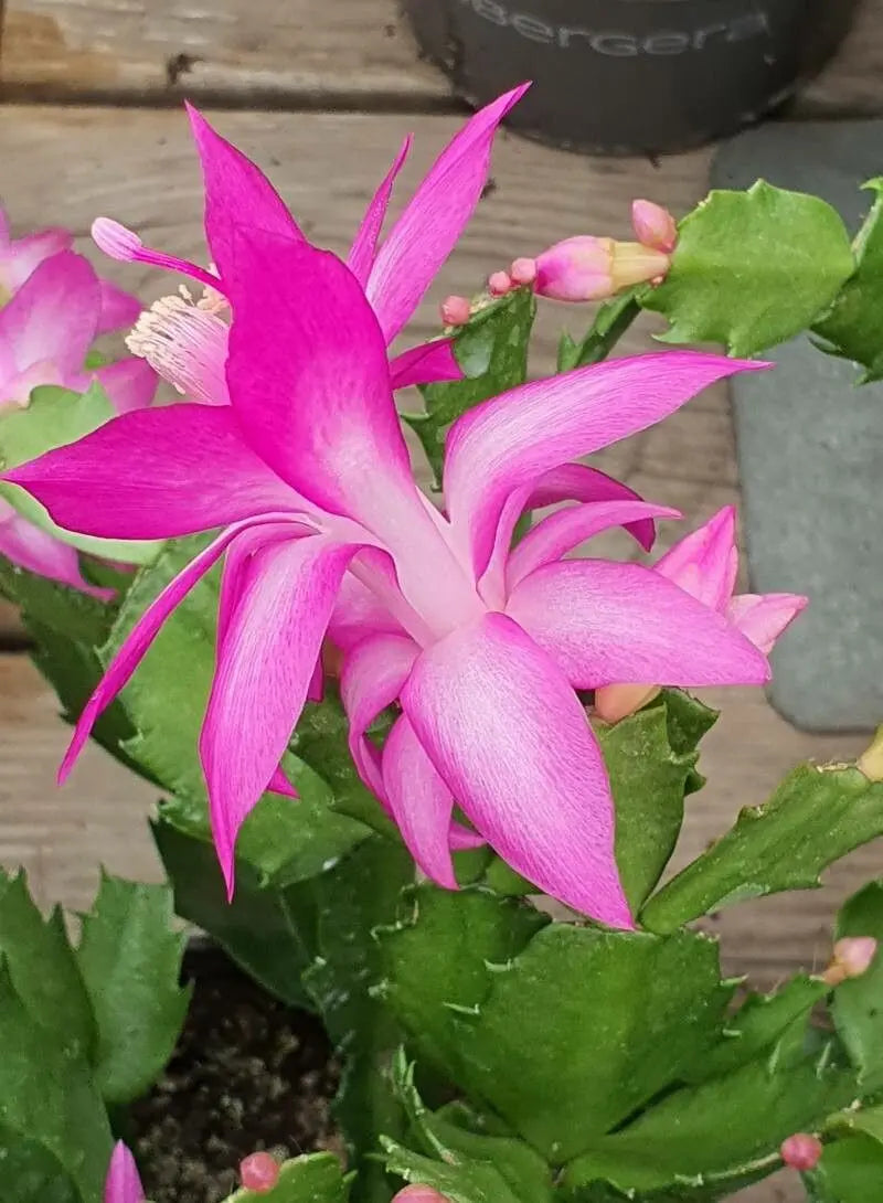 Zygocactus Truncatus flower seeds