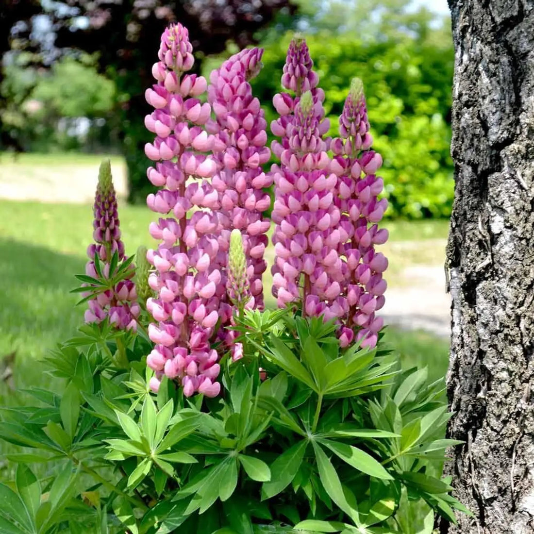 Pink Lupine flower seeds