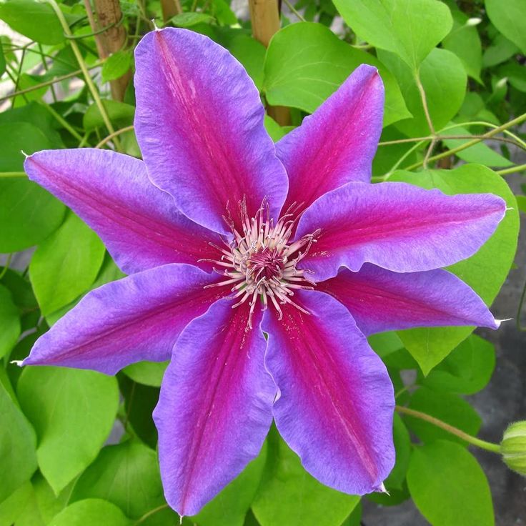 Pink and Violet Clematis Flower Seeds for Planting – Heirloom Non-GMO Garden Seeds