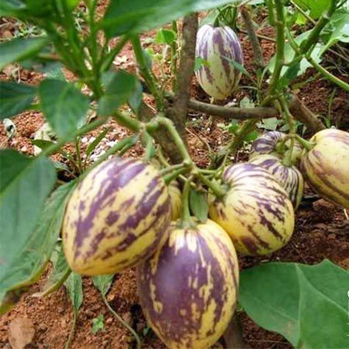 white purple pepino seeds