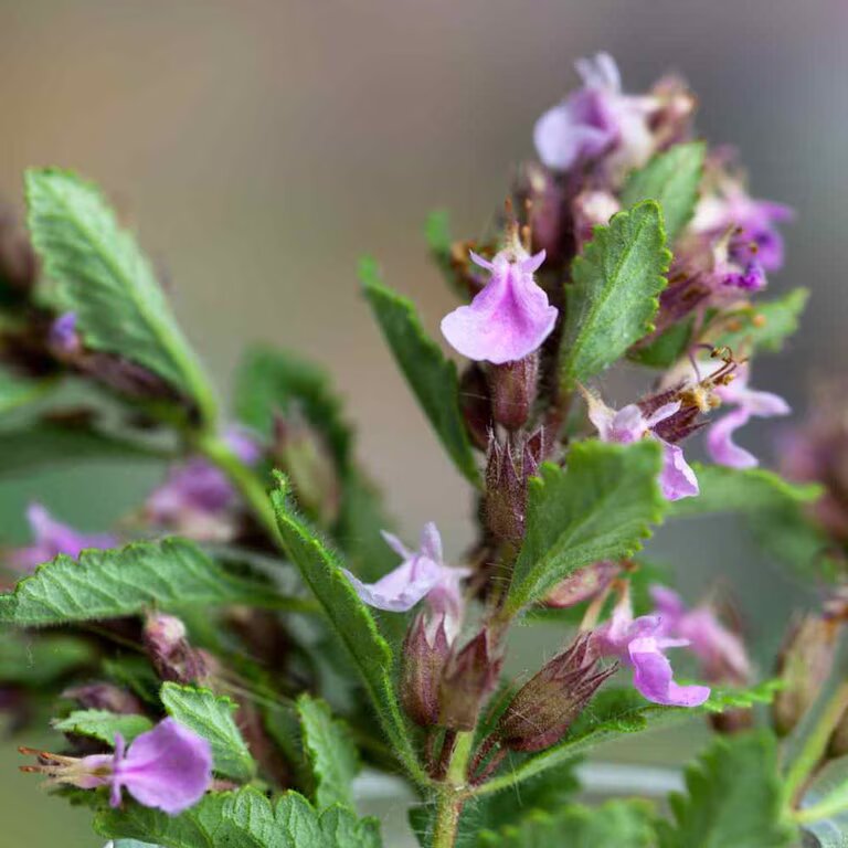 Germander Herb Seeds for Planting – Teucrium Chamaedrys Garden Seeds