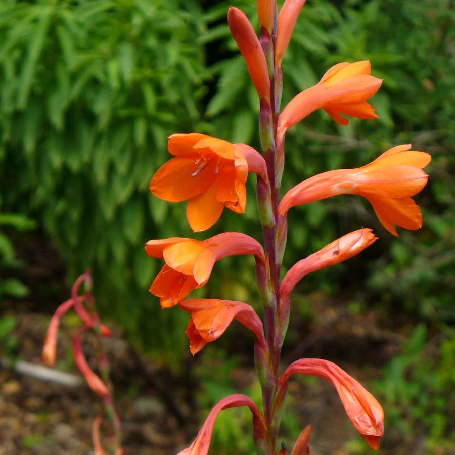 Watsonia Pillansii flower seeds