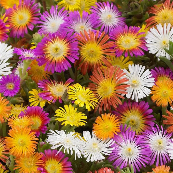 Delosperma flower seeds