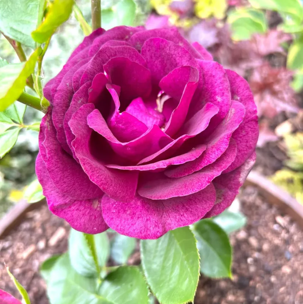 Rosa plant