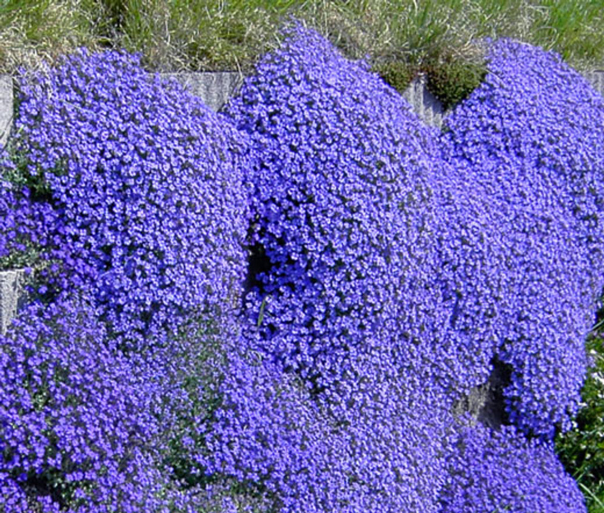 Dark Blue Aubrieta plant