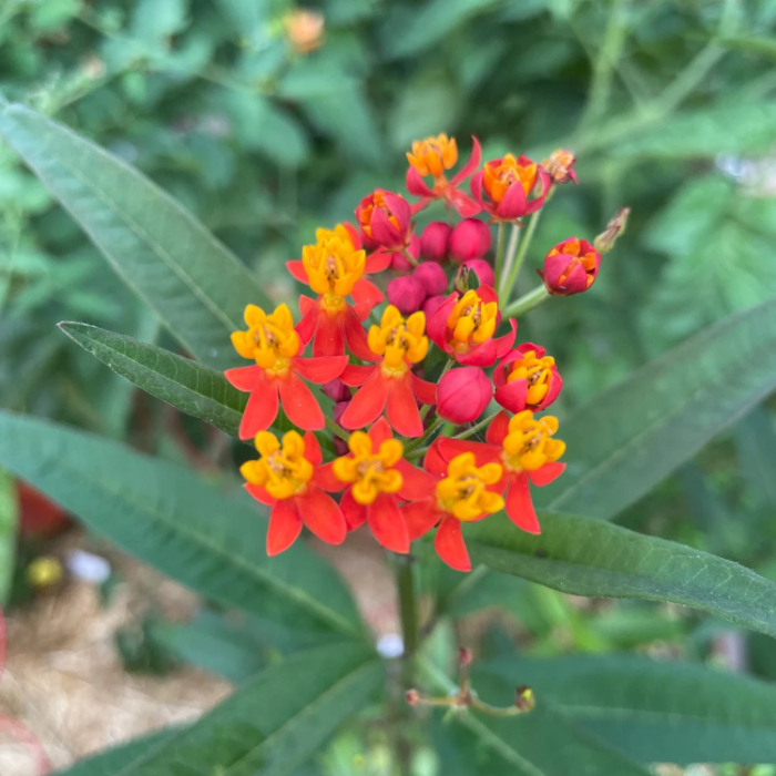 Milkweed Asclepias Curassavica plant