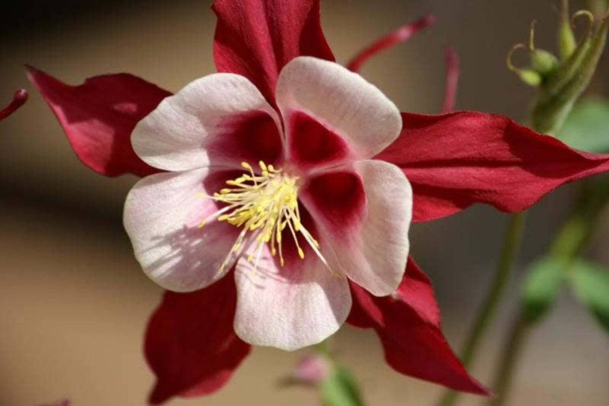 Crimson Star Columbine plant