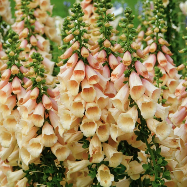 Peach Foxglove plant