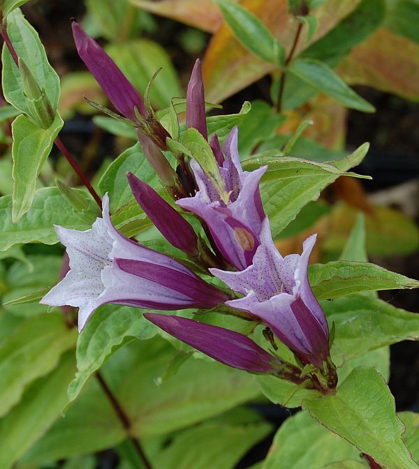Lavender Gentiana flower seeds
