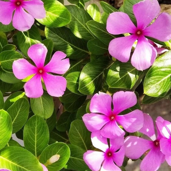 Pink Vinca Rosea plant