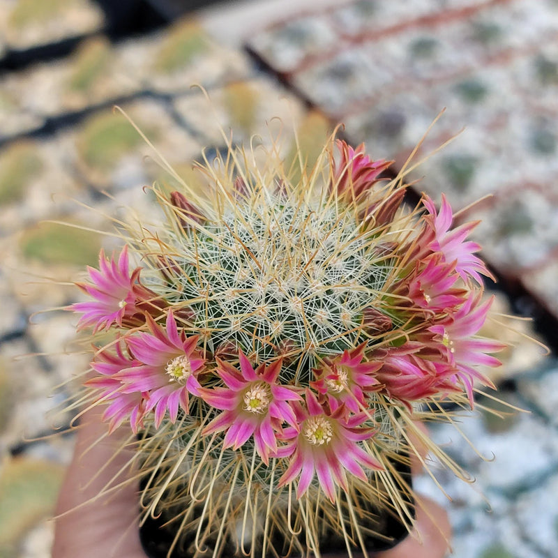 Mixed Mammillaria Flower Seeds for Planting – Heirloom Non-GMO Garden Seeds