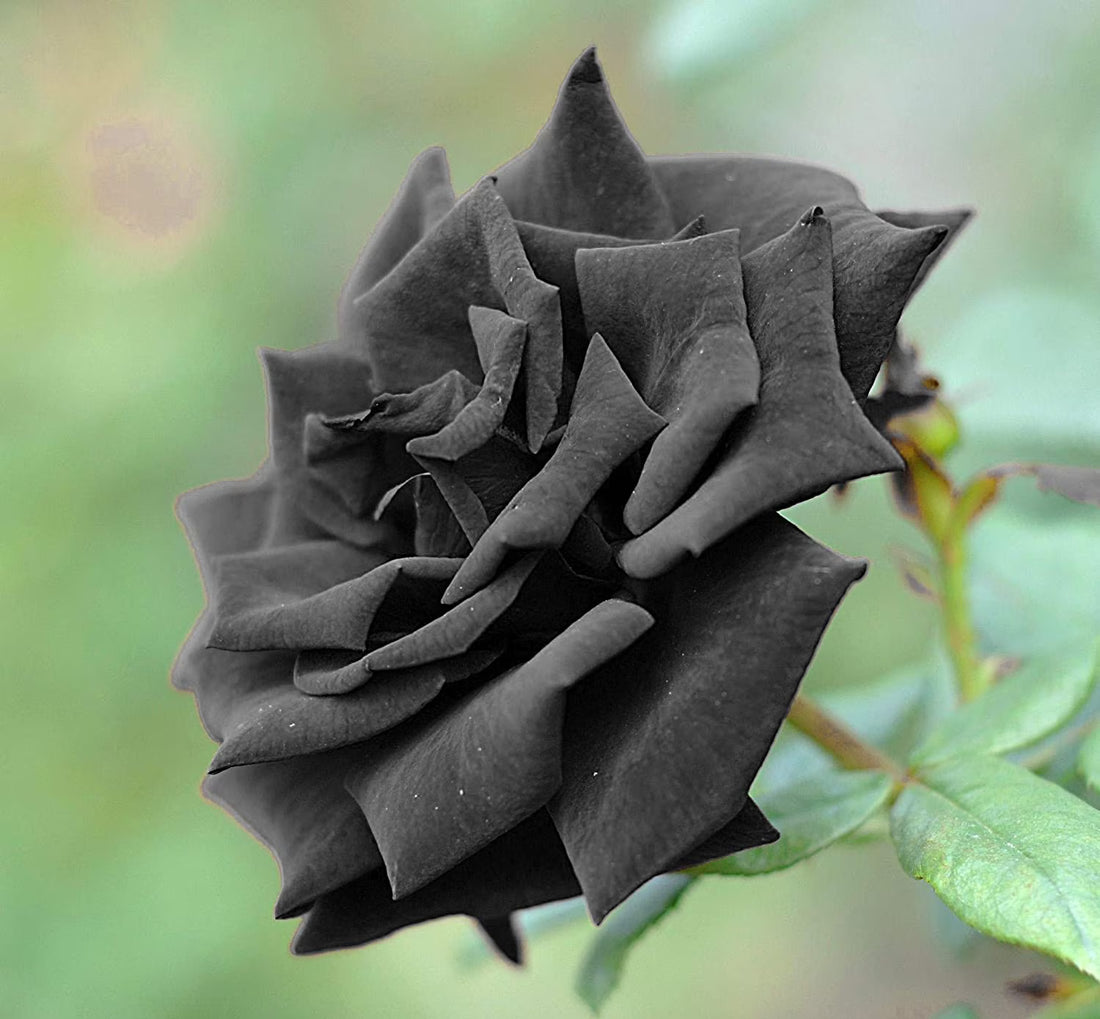 Dark Grey flower seeds