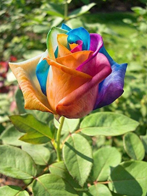 Green Multicolor flower seeds