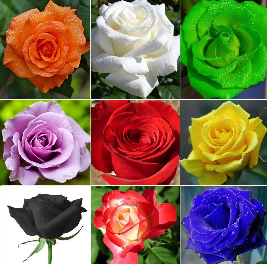 Rose flower seeds