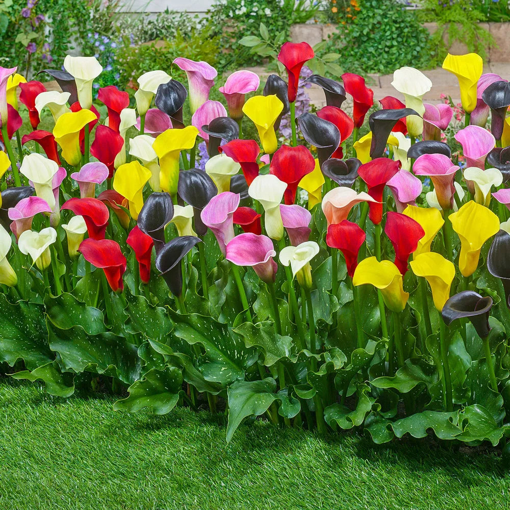 Calla Lily flower seeds