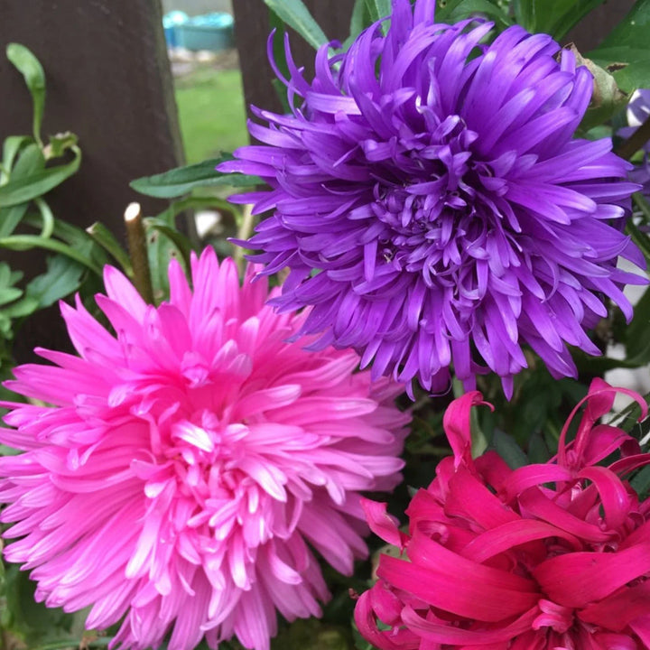 Ostrich Plume flower seeds
