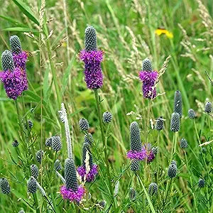 Purple Prairie flower seeds