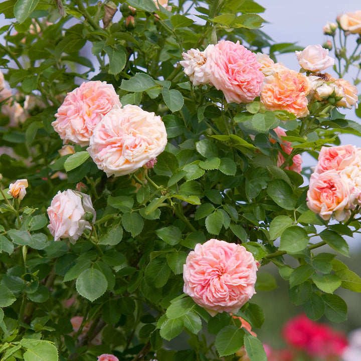 Cream climbing rose flowers growing on a garden trellis