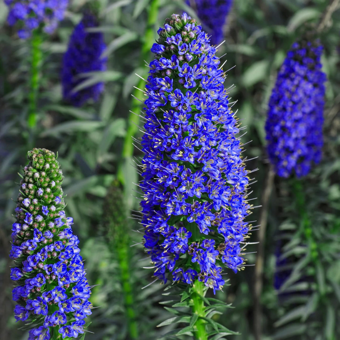 Madeira flower seeds
