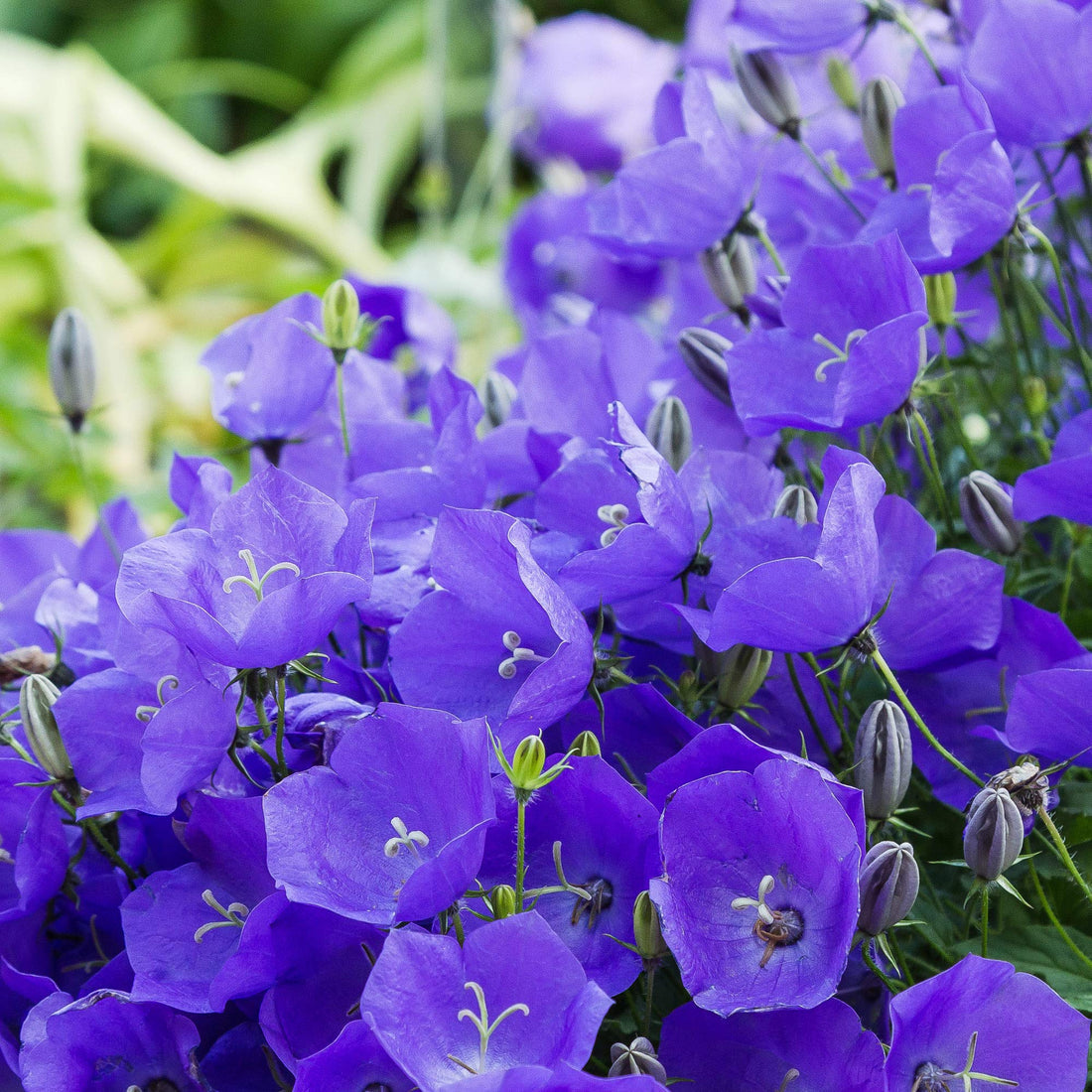 Campanula Carpatica flower seeds