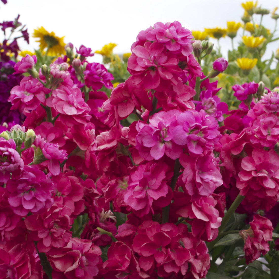 Matthiola Incana flower seeds