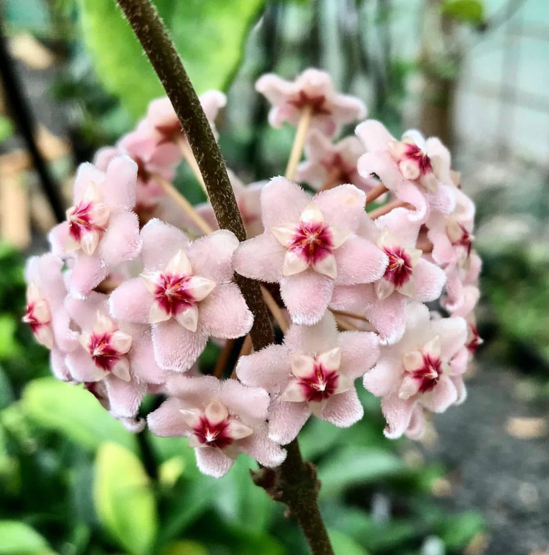 Light Pink flower seeds