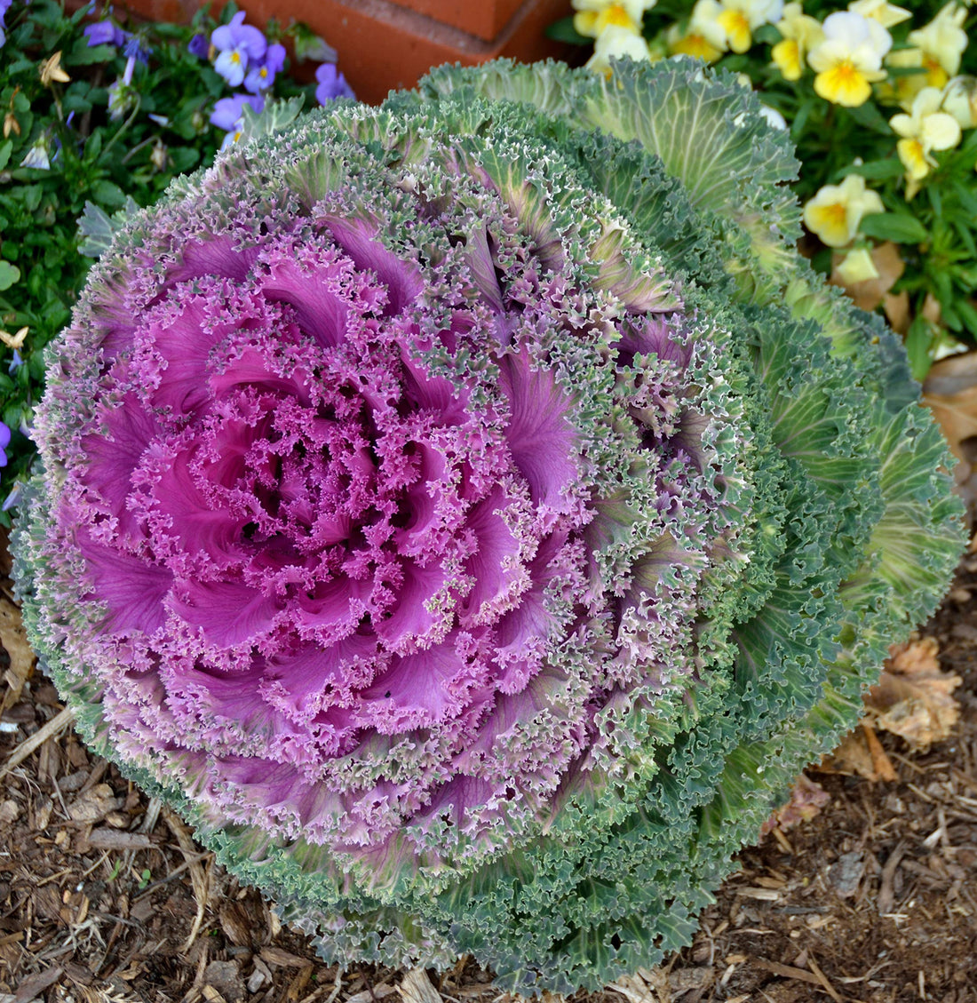 Violet Sky flower seeds