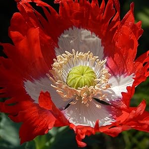 Danish Flag flower seeds