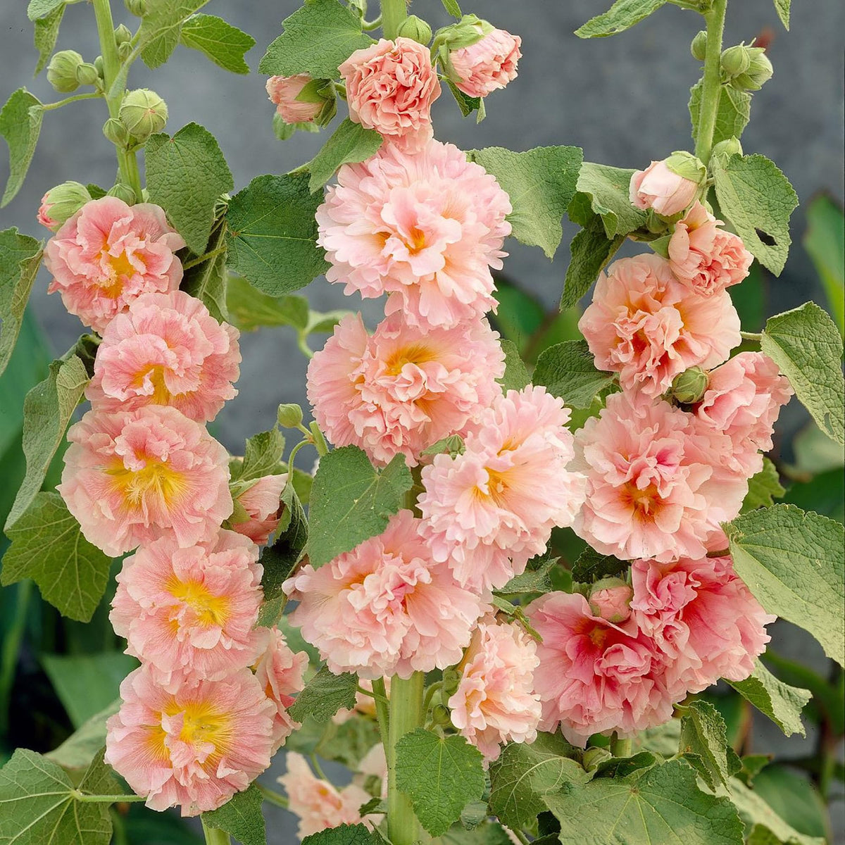 Apricot Peach Parfait plant