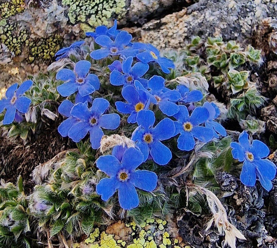 Alpine flower seeds