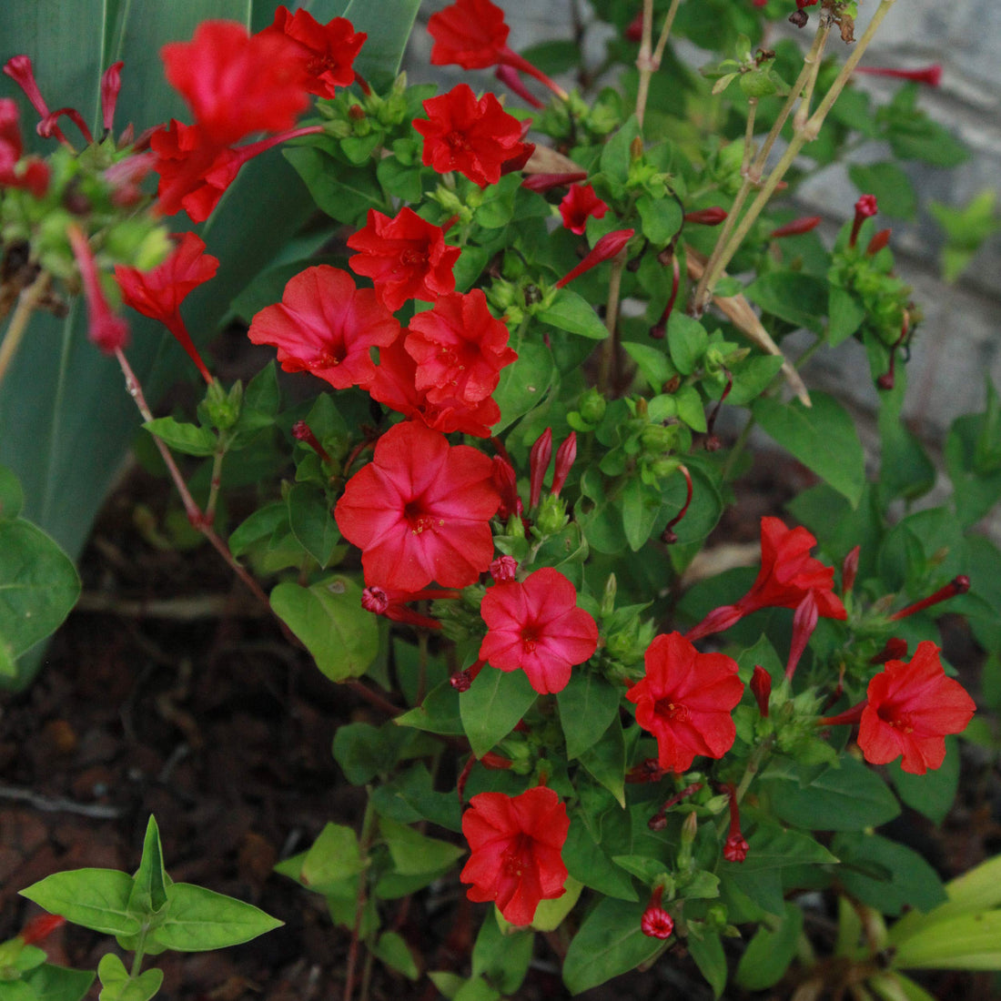 Red Mirabilis flower seeds