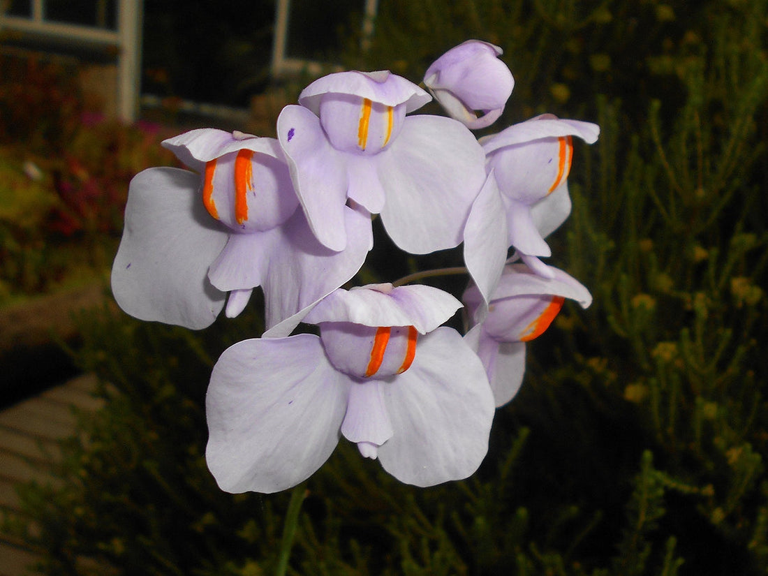 Utricularia flower seeds