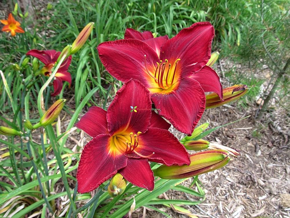 Daylily flower seeds