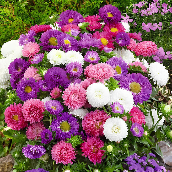Dwarf Queen flower seeds