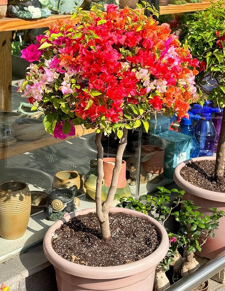 Mixed Bougainvillea Flower Seeds for Planting – Heirloom Non-GMO Garden Seeds