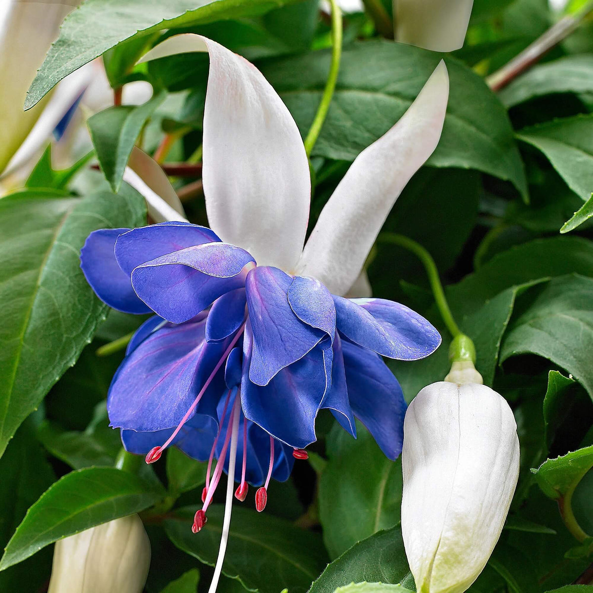 Blue White Fuchsia plant