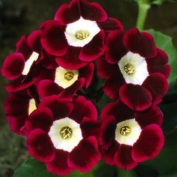 Brown Auricula Primula plant