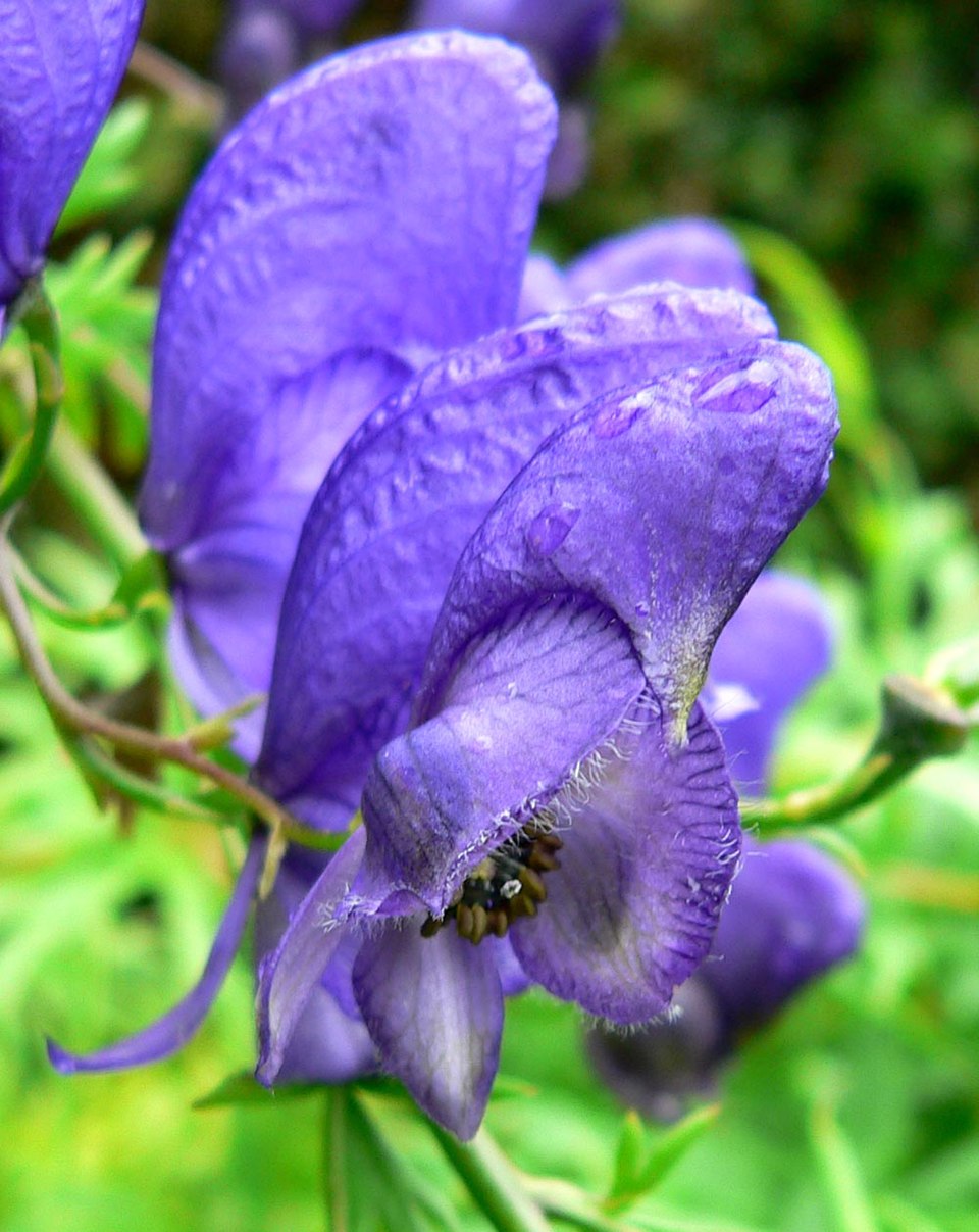 Aconitum Napellus flower seeds