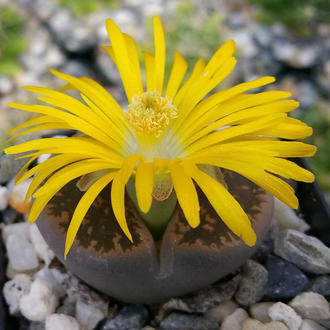 Living Stone flower seeds