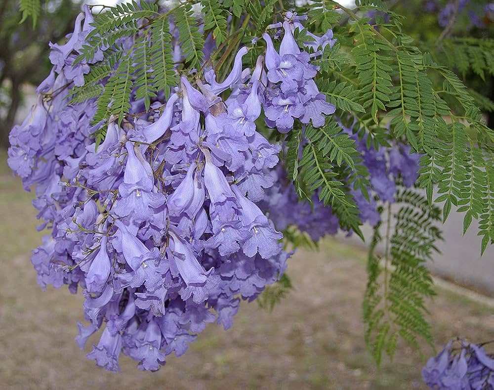 Mimosifolia Jacaranda plant