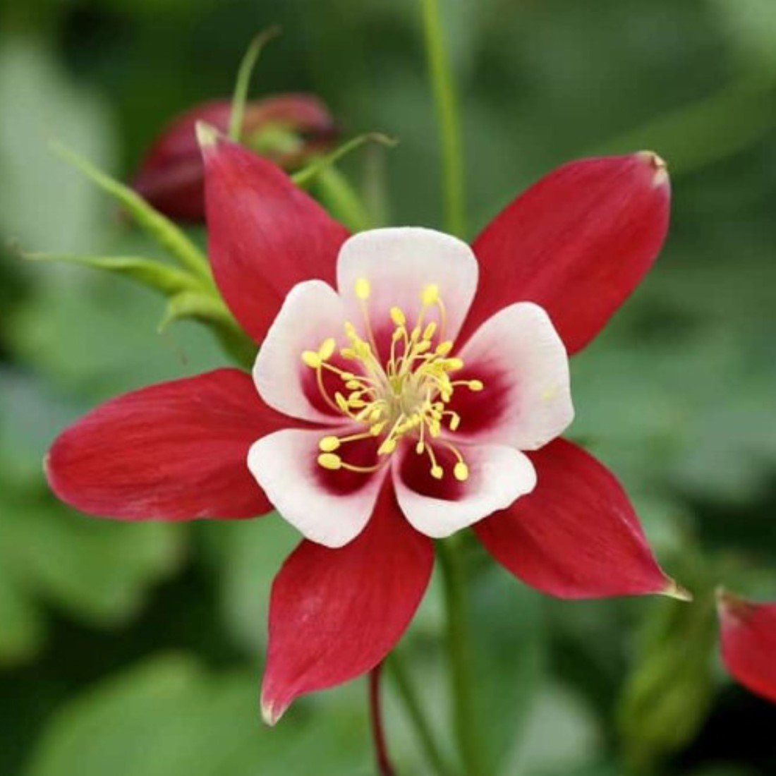 Crimson Star Columbine plant