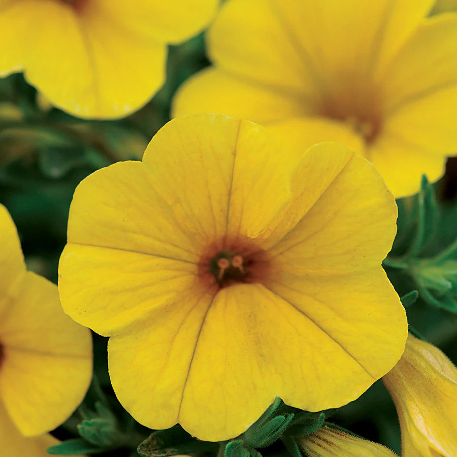 Compact Calibrachoa plant
