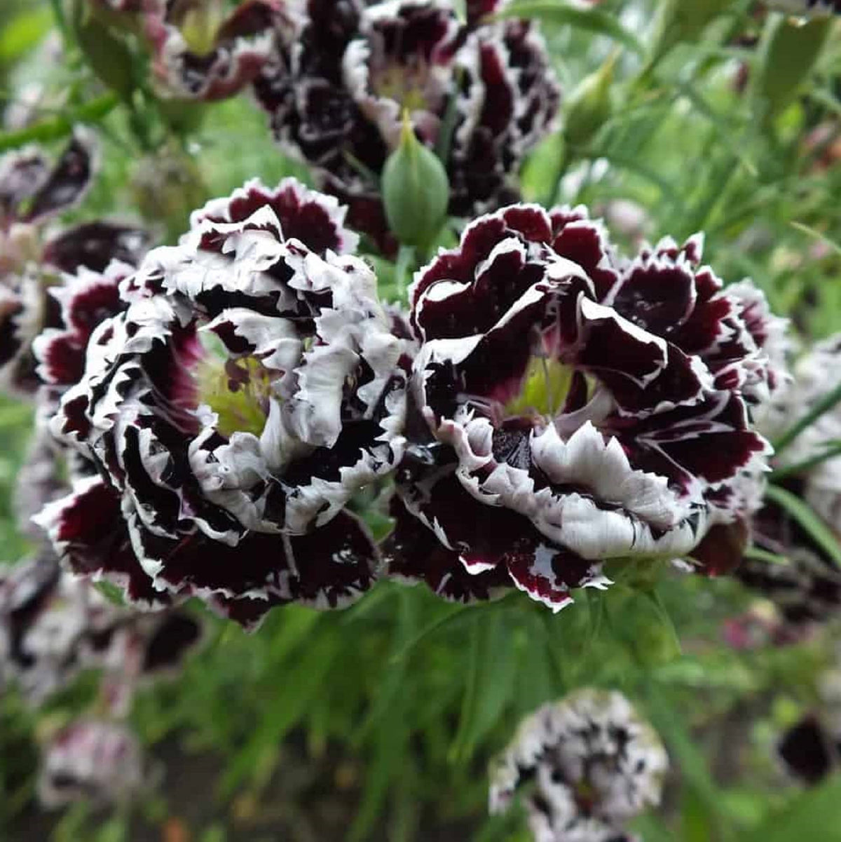 and White Dianthus plant